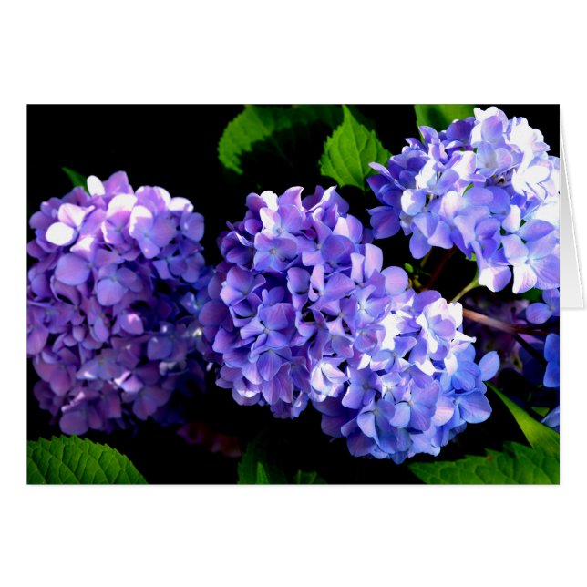 Periwinkle hydrangeas purple flowers blue flowers (Front Horizontal)