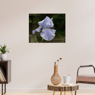 Periwinkle Iris with Raindrops Poster