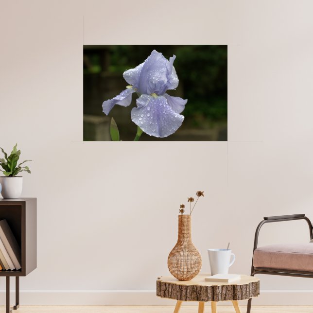 Periwinkle Iris with Raindrops Poster (Living Room 3)