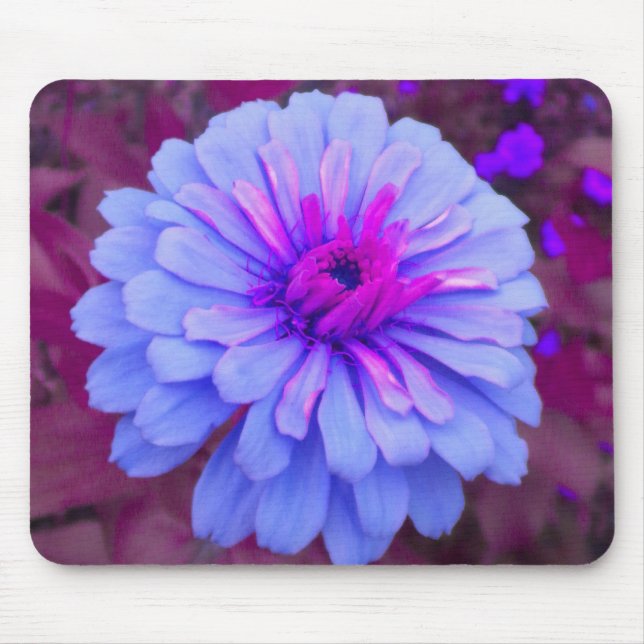 Periwinkle n Pink Zinnia Mousepad (Front)
