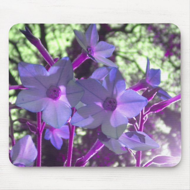 Periwinkle Nicotiana mousepad (Front)