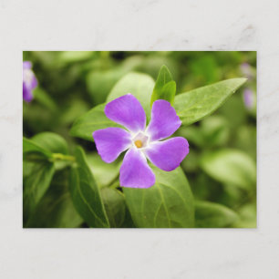 Periwinkle Postcard