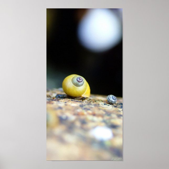 Periwinkles Poster (Front)