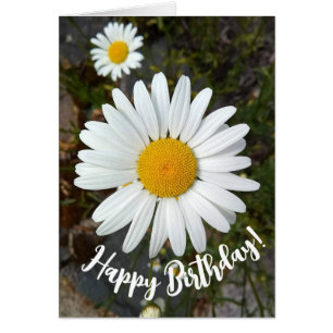 Perky White Daisy Flower Birthday Card