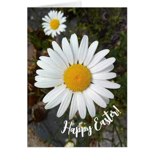 Perky White Daisy Flower Easter Card (Front)