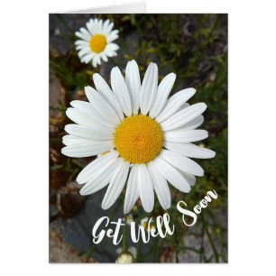 Perky White Daisy Flower Get Well Soon Card