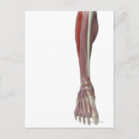 Peroneus Longus
