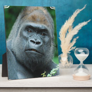 Perplexed Gorilla Plaque