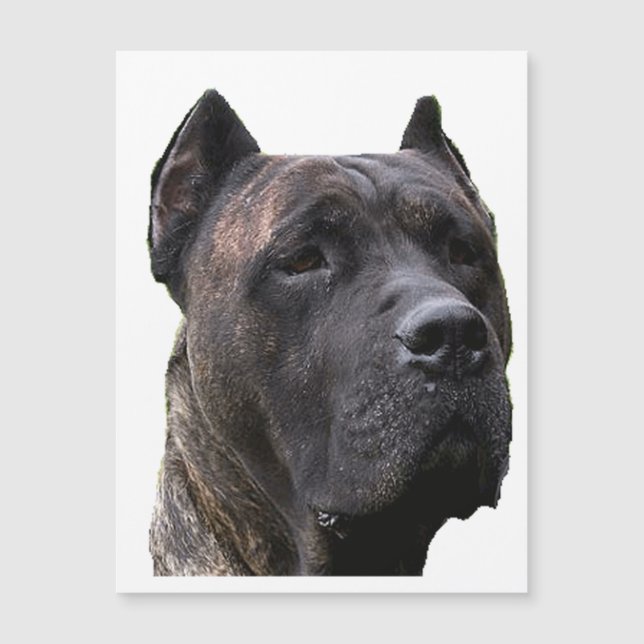 perro de pressa.png (Front)