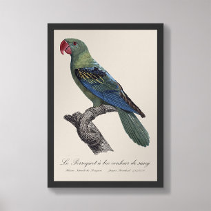 Perroquet a bec couleur sang / Great-billed parrot Photo Print