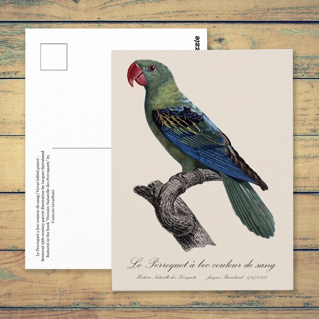 Perroquet a bec couleur sang / Great-billed parrot Postcard (Great-Billed Parrot, Tanygnathus Megalorynchos. Postcard)