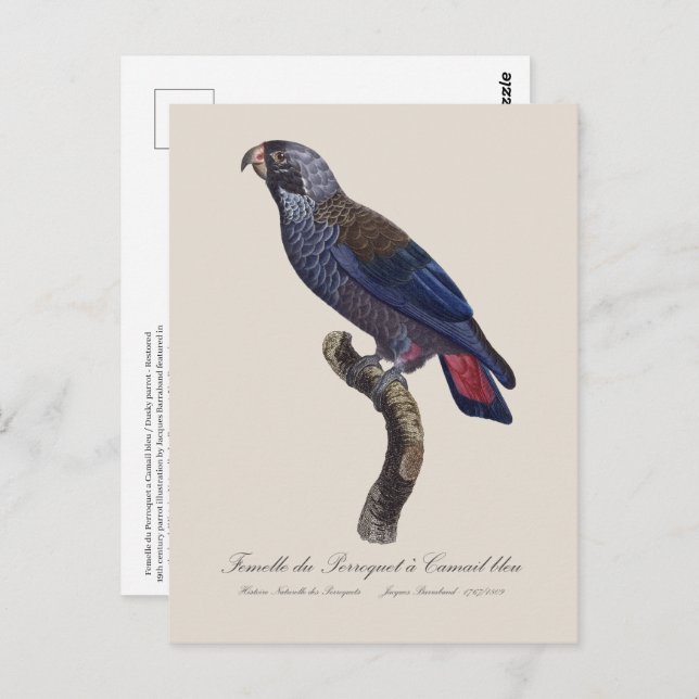 Perroquet a Camail bleu / Dusky parrot  Postcard (Front/Back)