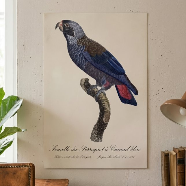 Perroquet a Camail bleu / Dusky parrot  Poster (Dusky Parrot or Dusky Pionus, Pionus fuscus. Poster)