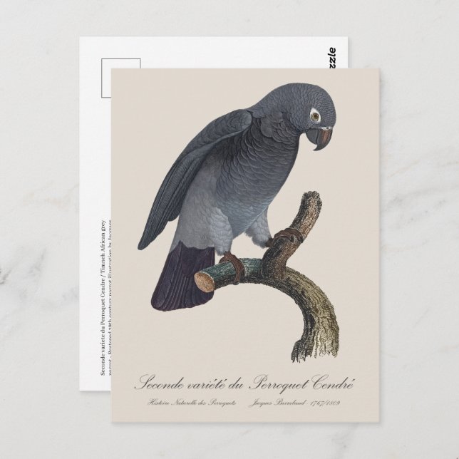 Perroquet Cendre / Timneh African grey parrot   Postcard (Front/Back)