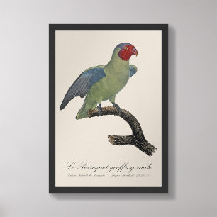 Perroquet geoffroy male / Red cheeked Parrot Photo Print