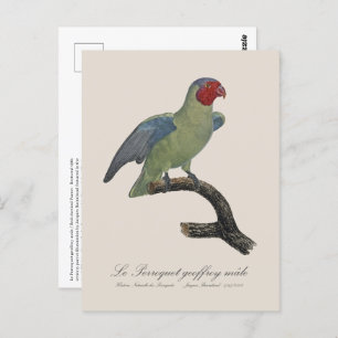 Perroquet geoffroy male / Red cheeked Parrot  Postcard