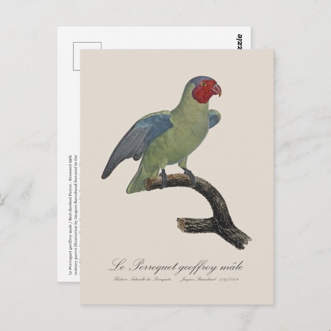 Perroquet geoffroy male / Red cheeked Parrot  Postcard (Front/Back)