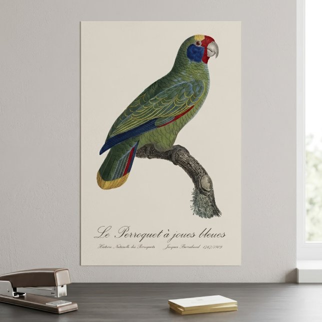 Perroquet  joues bleues / Red-tailed amazon  Poster (Red-Tailed Parrot Amazon, Amazona Brasiliensis. Poster)