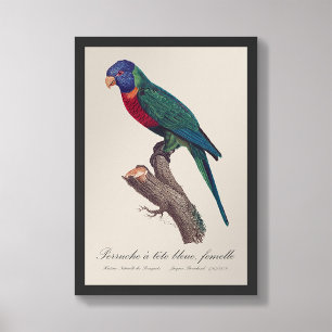Perruche a tete bleue, femelle / Rainbow lorikeet, Photo Print