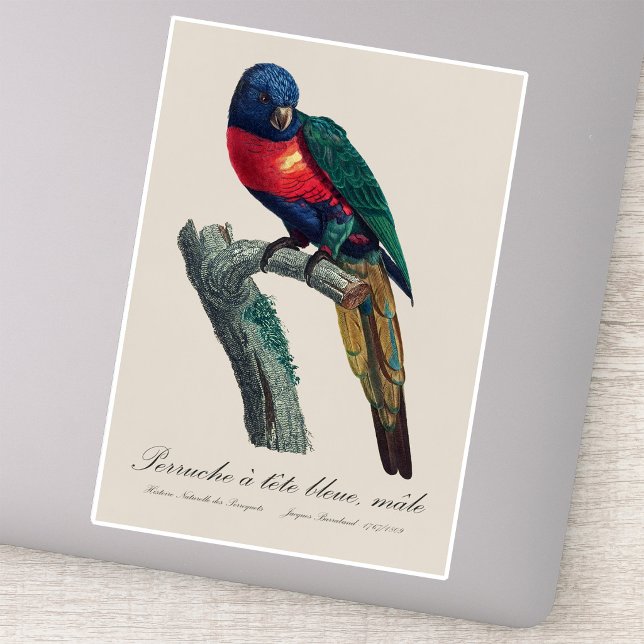Perruche a tete bleue / Rainbow lorikeet  (Rainbow Lorikeet Male, Trichoglossus Moluccanus. Sticker)