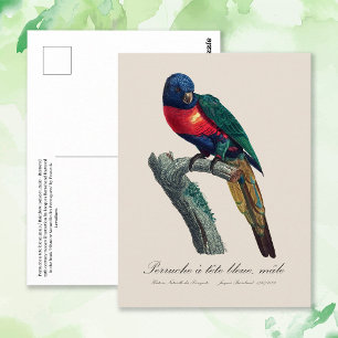 Perruche a tete bleue / Rainbow lorikeet  Postcard