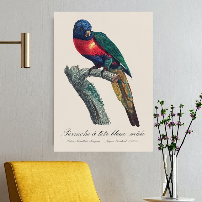 Perruche a tete bleue / Rainbow lorikeet  Poster (Rainbow Lorikeet Male, Trichoglossus Moluccanus. Poster)