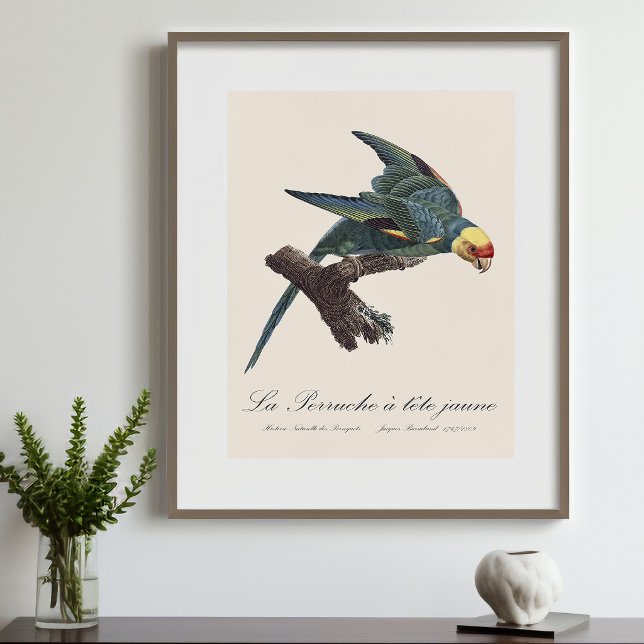 Perruche a Tete Jaune / Carolina parakeet Photo Print (Carolina parakeet, Conuropsis carolinensis. Photo Print)