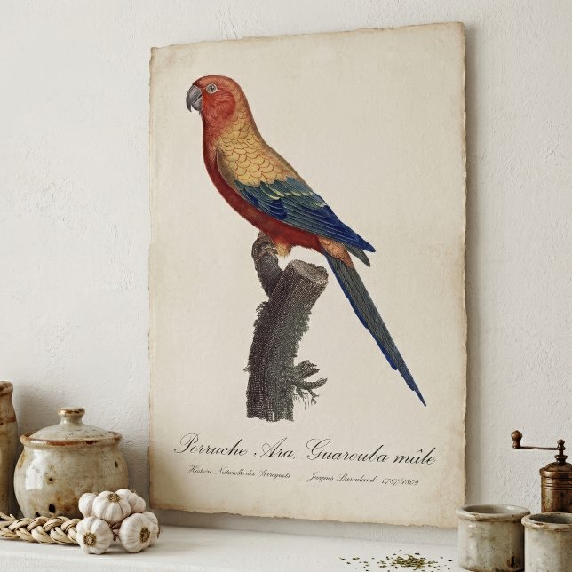 Perruche Ara, Guarouba  / Sun parakeet  Poster (Sun Parakeet Male, Aratinga Solstitialis. Poster)