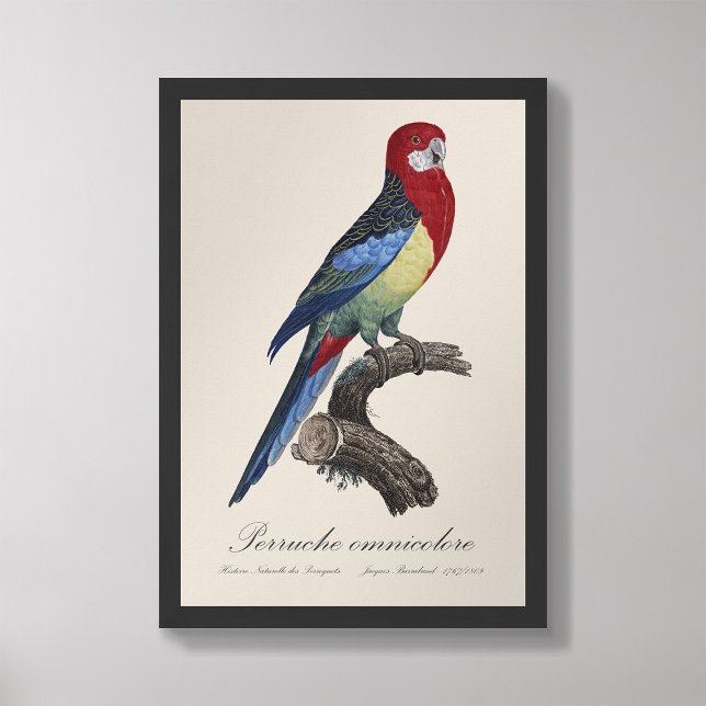 Perruche omnicolore / Eastern rosella  Photo Print (Creator Uploaded)
