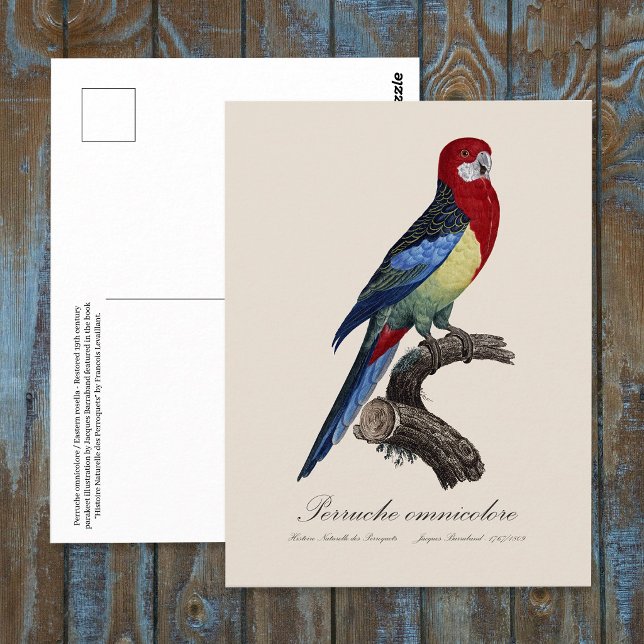 Perruche omnicolore / Eastern rosella  Postcard (Eastern rosella or Platycercus eximius parakeet. Postcard)