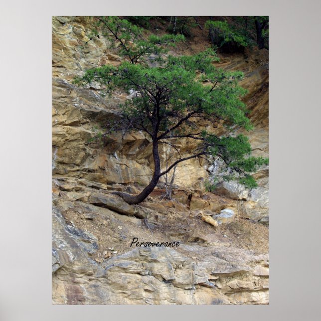 Perseverance Tree Poster (Front)