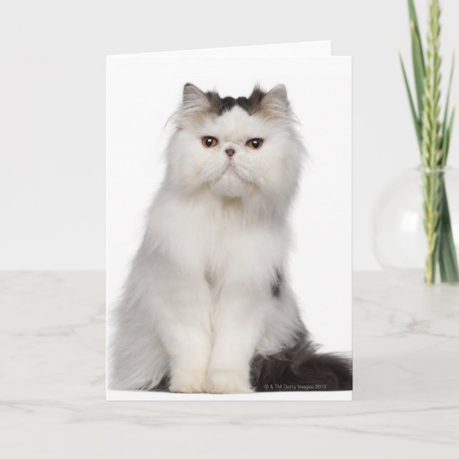 Persian (10 months old) sitting card (Front)