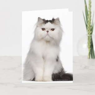 Persian (10 months old) sitting card