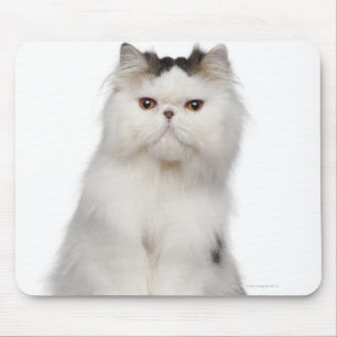 Persian (10 months old) sitting mouse pad