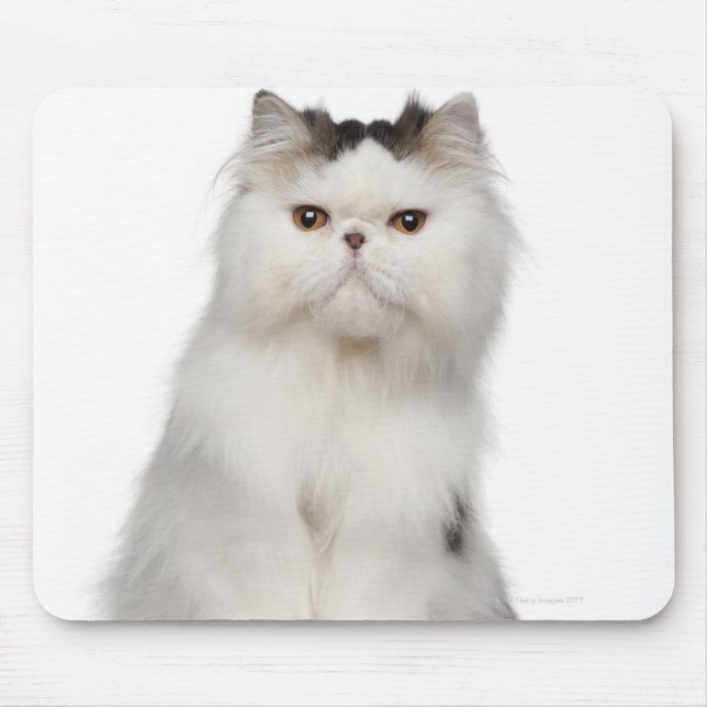 Persian (10 months old) sitting mouse pad (Front)