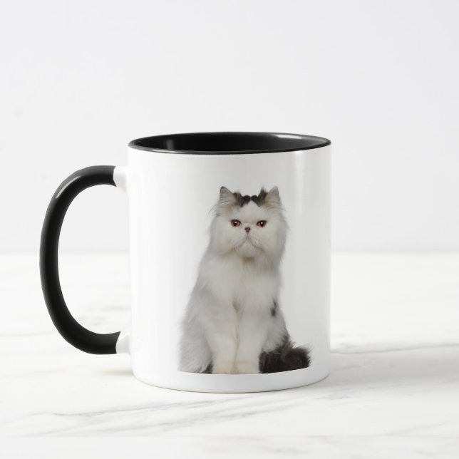 Persian (10 months old) sitting mug (Left)