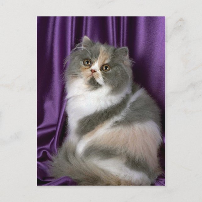 Persian, blue, tortie and white postcard (Front)