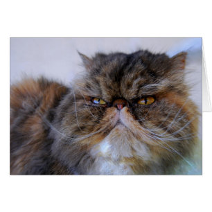 Persian Calico Kitty Princess Card