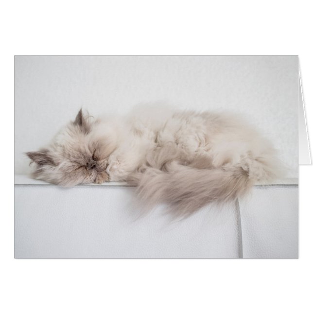 Persian Cat (Front Horizontal)
