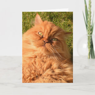 PERSIAN CAT BIRTHDAY CARD