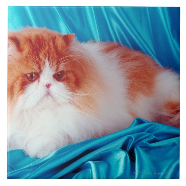 Persian cat ceramic tile (Front)