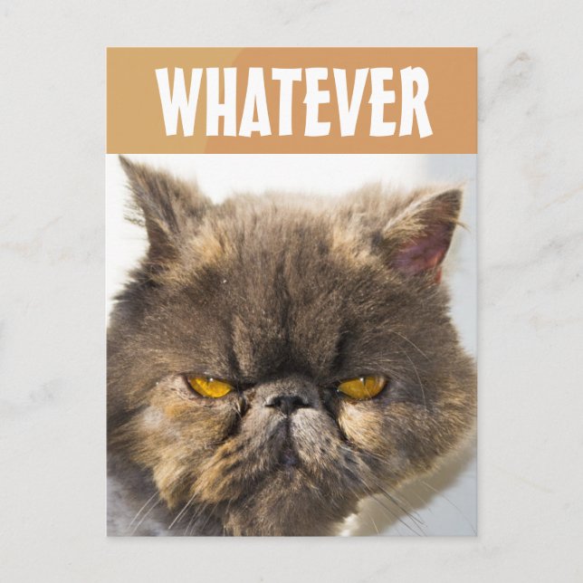 PERSIAN CAT FUNNY GRUMPY POSTCARD (Front)