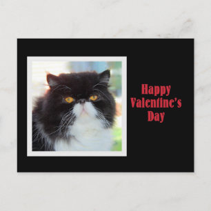Persian Cat Happy Valentine's Day Holiday Postcard