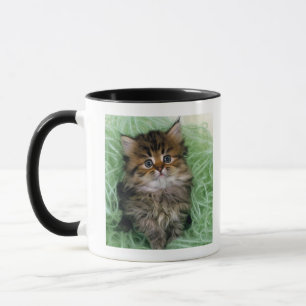 Persian cat; is one of the oldest breeds of cat. mug