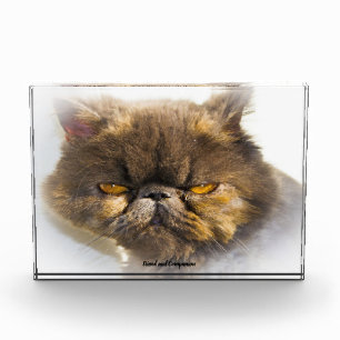 Persian Cat Photo Block