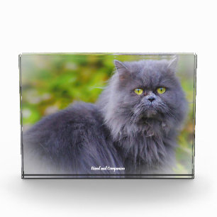 Persian Cat Photo Block