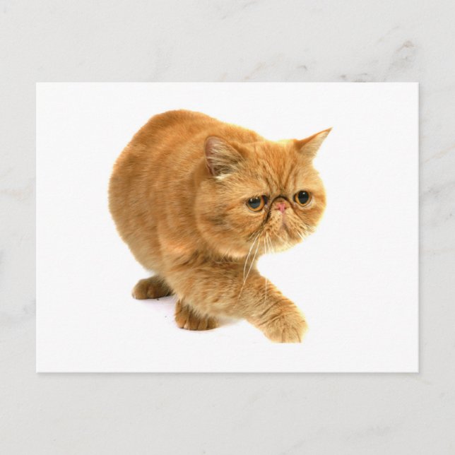 Persian cat postcard (Front)