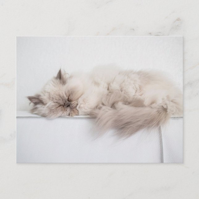Persian Cat Postcard (Front)