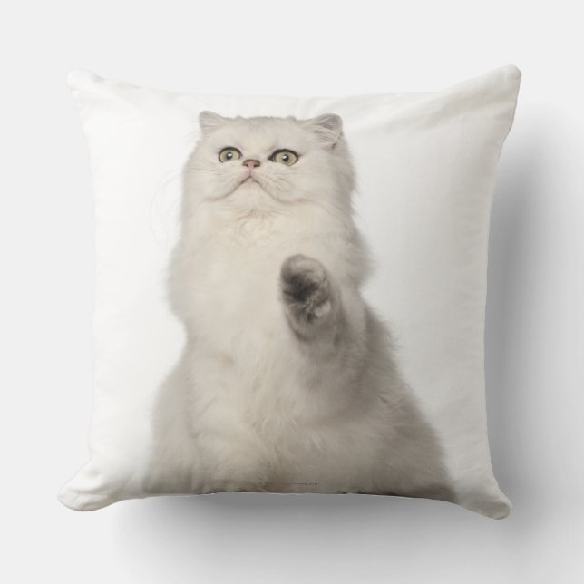 Persian cat sitting cushion (Front)