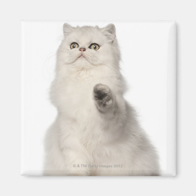 Persian cat sitting magnet (Front)
